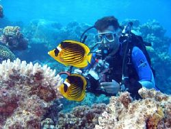 Striped butterfly fish and my buddy, Nikki, taken at Shar... by Anel Van Veelen 